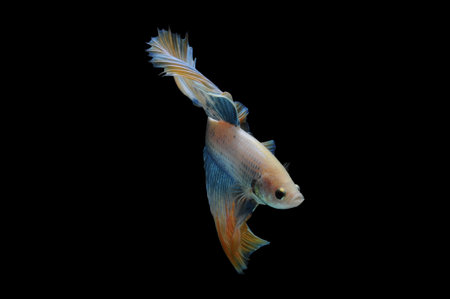 Capture the moving moment of red siamese fighting fish isolated on black background. betta fish.の写真素材