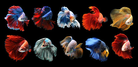 Betta fish, siamese fighting fish, betta splendens isolated on black background.の写真素材