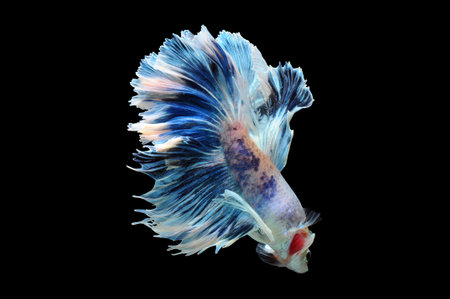 Capture the moving moment of blue siamese fighting fish isolated on black background. betta fish.の写真素材