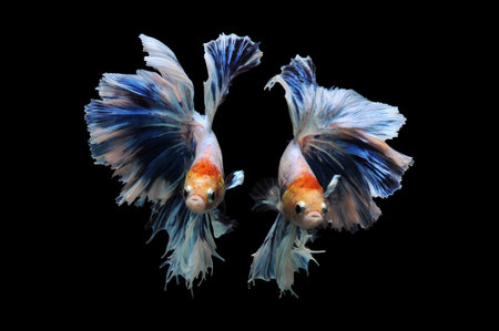 Capture the moving moment of blue siamese fighting fish isolated on black background. betta fish.の写真素材
