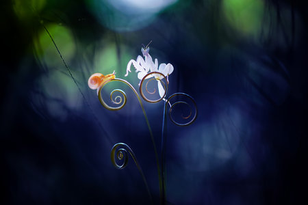 Orchid mantis on circular leavesの写真素材