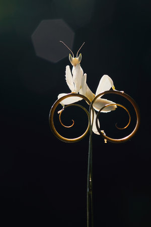 Orchid mantis on circular leavesの写真素材