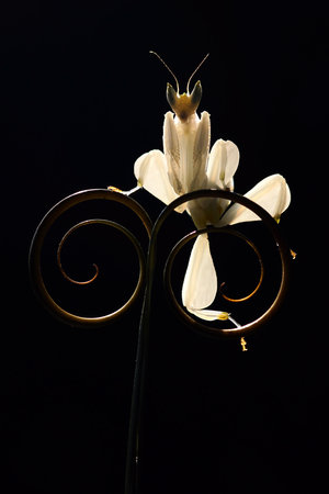 Orchid mantis on circular leavesの写真素材