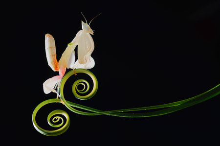 Orchid mantis on circular leavesの写真素材