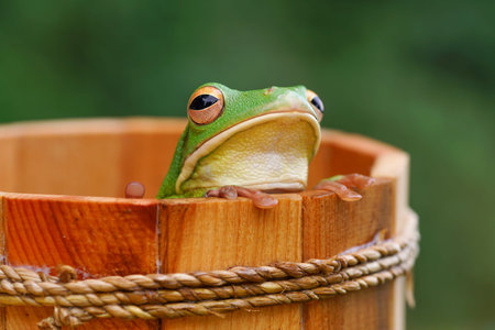 Frog (Agalychnis callidryas) sitting in a wooden basket.の写真素材