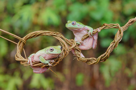Frog hanging from a knot in a tree branch in the rain forest.の写真素材