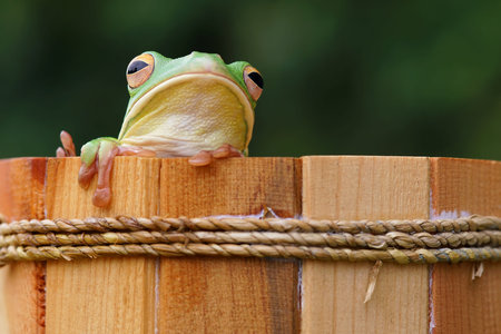 Green tree frog on a wooden fence with a blurred green background.の写真素材