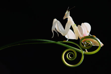 Praying mantis on a green twig on a black backgroundの写真素材