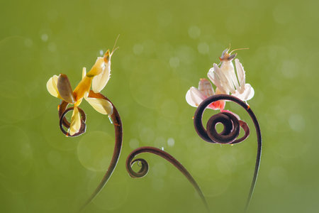 Praying mantis, Praying mantis, orchidの写真素材