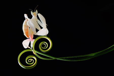 pink and white mantis flower on black background with copy spaceの写真素材