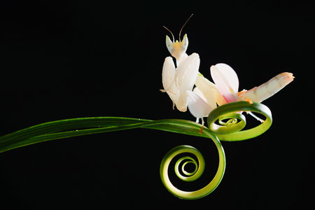 Orchid mantis on circular leaves on a black background