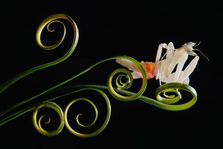 macro shot of a beautiful flower on a black background with copy spaceの写真素材