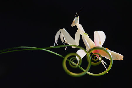 Orchid mantis on circular leaves on a black backgroundの写真素材