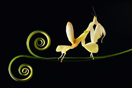Orchid mantis on circular leaves on a black backgroundの写真素材