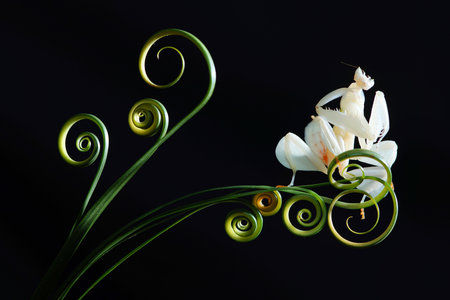 Orchid mantis on circular leaves on a black backgroundの写真素材