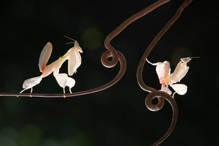 Orchid mantis on circular leaves on a black backgroundの写真素材