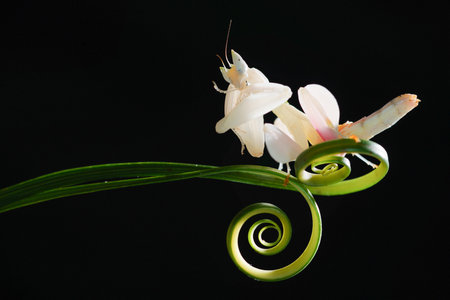 Orchid mantis on circular leaves on a black backgroundの写真素材