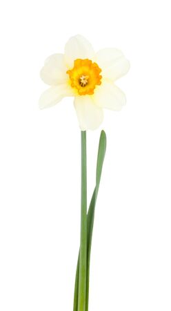 Narcissus flower located on a white background.の写真素材