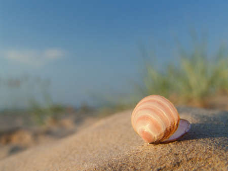 Seashell in the sand against the blue sky out of focus.の写真素材