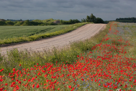 Rural landscape with road and a field with poppies.
