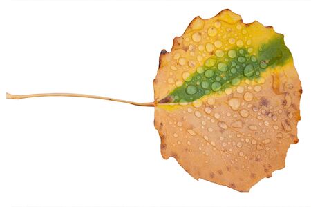 Autumn brown sheet of an aspen with rain drops.の写真素材