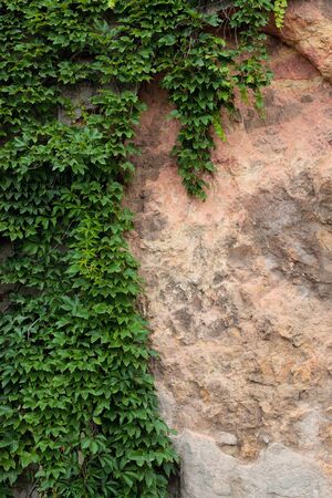 Fragment of a wall with a curly green plant.の写真素材