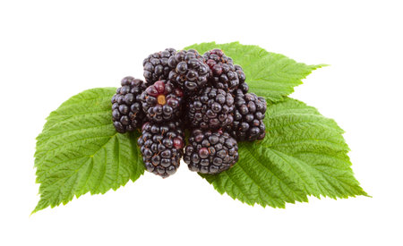 A small group of blackberries on green leaf on white background.