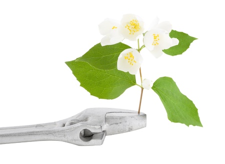 Sprig of jasmine attached to the wrench.の写真素材