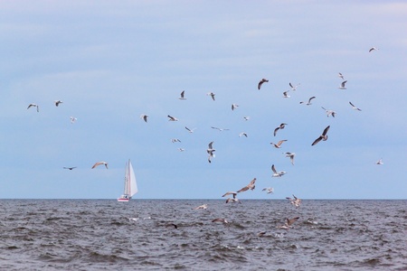 Seascape with boat and seagulls overcast day の写真素材