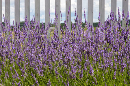 Lavender on the background of the fence.の写真素材