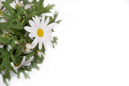 flower backgroundの写真素材
