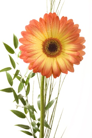 flowerの写真素材
