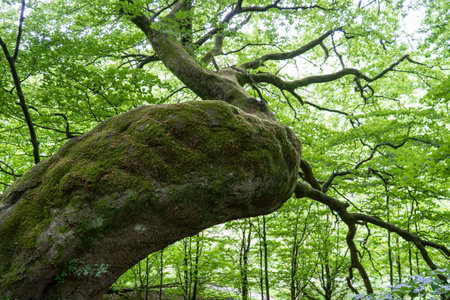 Forest Crooked Tree Close Look