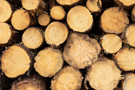 Pontypool Green Lagoon Woods View Summer Dayの写真素材