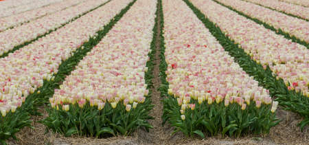 blooming tulip fieldの写真素材