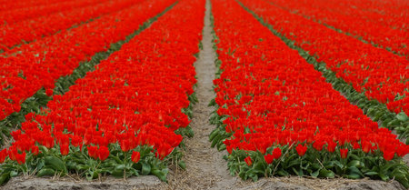 Field of blooming tulips near Keukenhof, Lisse, Netherlandsの写真素材