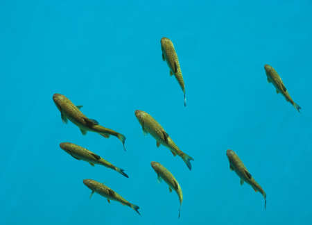 Eight fishes swimming in a crystal clear blue waterの写真素材
