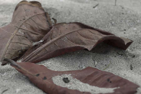 Three dry leafs on a beach sandの写真素材
