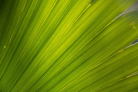 Beautiful palm leaf in sunlught