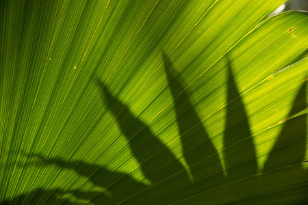 Beautiful palm leaf in sunlught
