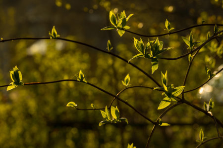 Jasmine branches and leaves at sunsetの写真素材
