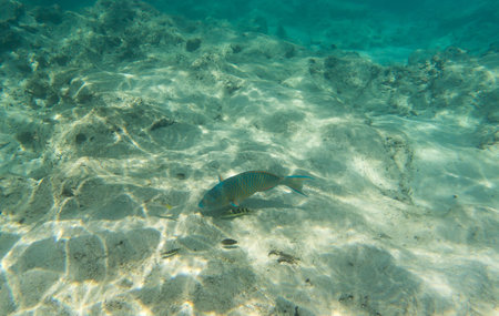 Mini-fin parrotfish Scarus Altipinnis looking for a food