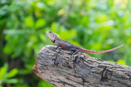 Calotes lizard sitting on the tree. Maldivesの写真素材