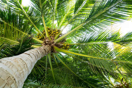Palm full of coconuts on maldivian beachの写真素材