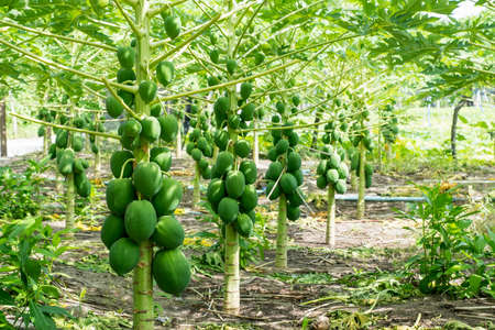 Healthy papaya fruits growing under the maldivian sunの写真素材
