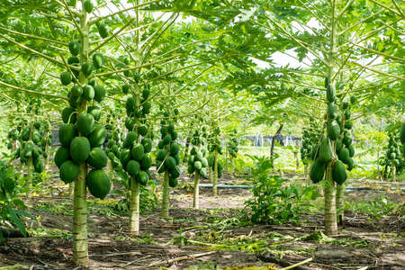 Healthy papaya fruits growing under the maldivian sunの写真素材
