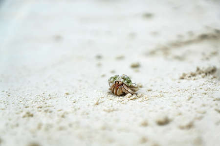 tiny hermit crab travelling around the beachの写真素材