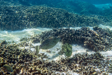 Scrawled filefish or broomtail filefish ( Aluterus scriptus ) swimming around