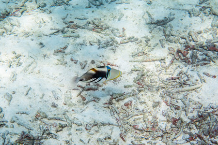 Picasso triggerfish ( Rhinecanthus aculeatus ) swimmming around the reef