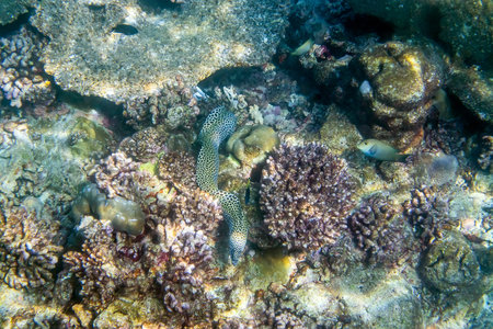 Honeycomb moray eel ( Gymnothorax favagineus ) swimming around